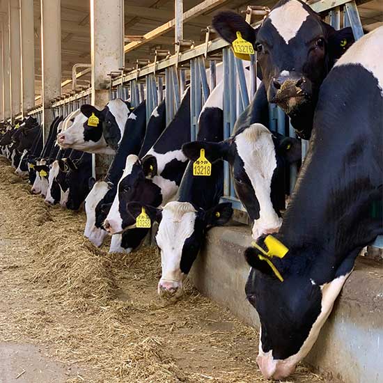 Software Development